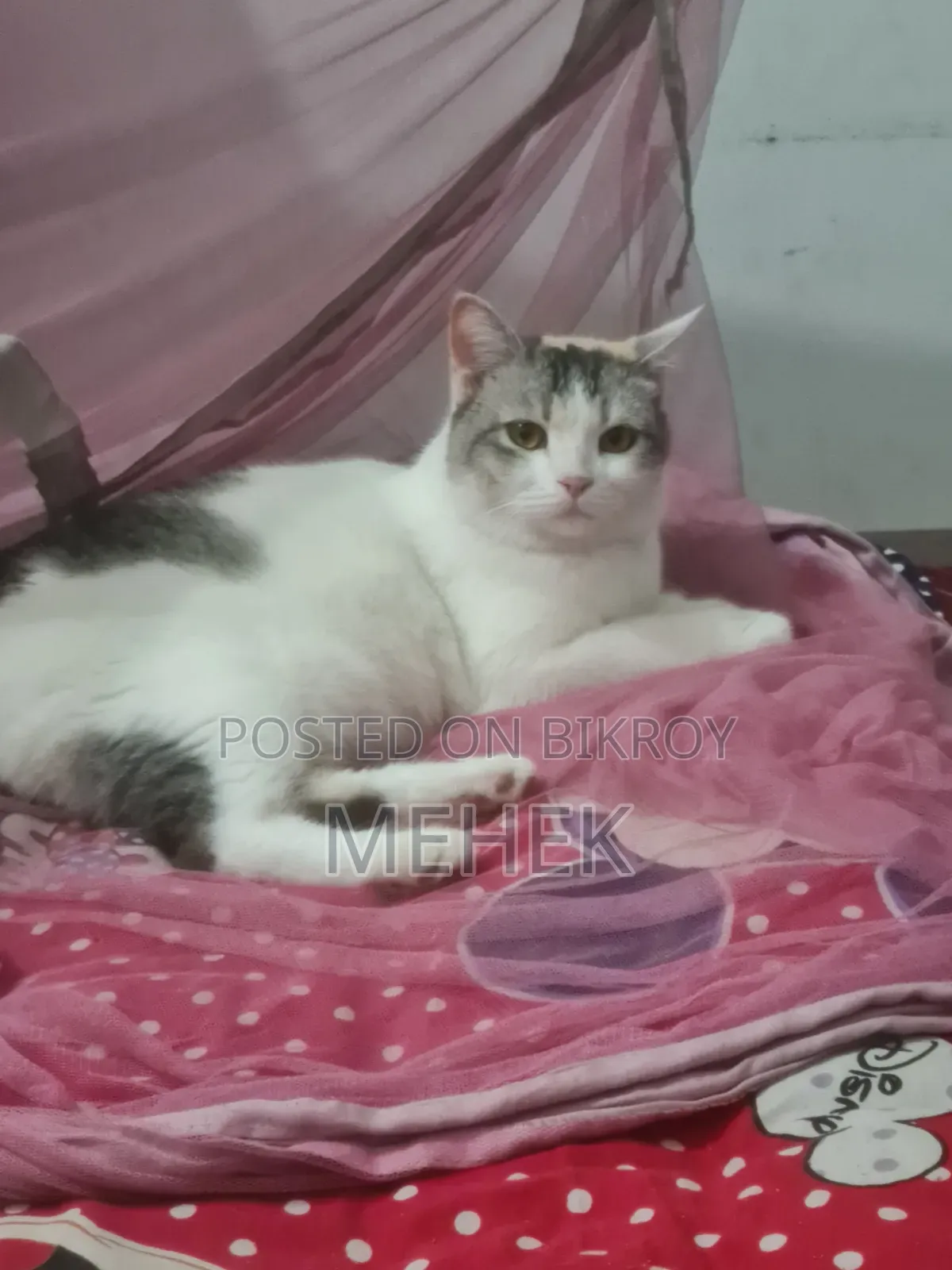 1+ Year Female Mixed Breed Cat