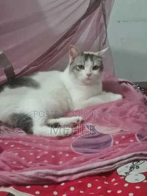 1+ Year Female Mixed Breed Cat