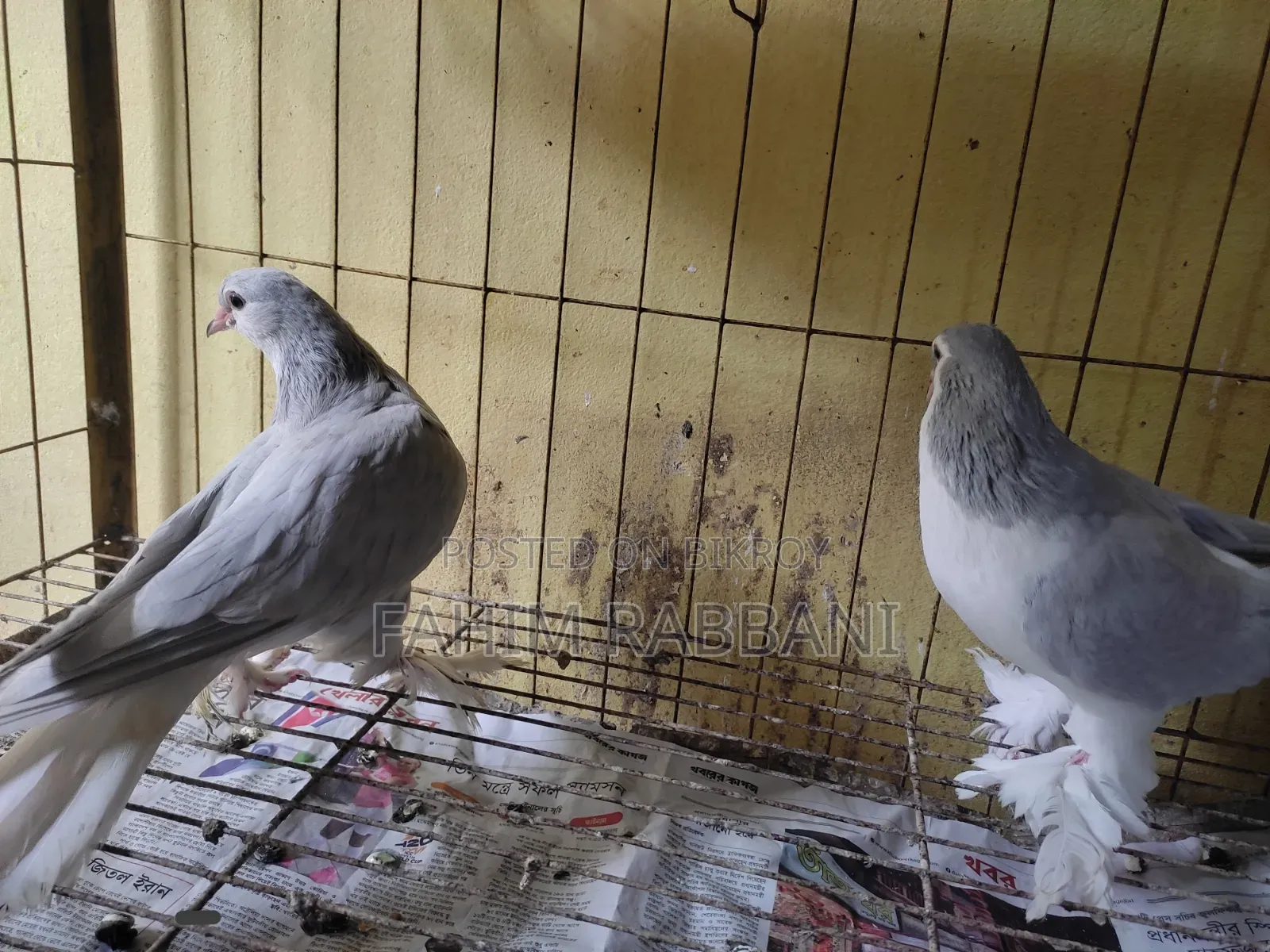 Lahori Pigeon
