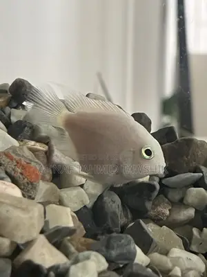 Polar Parrot Adult Two Piece Female