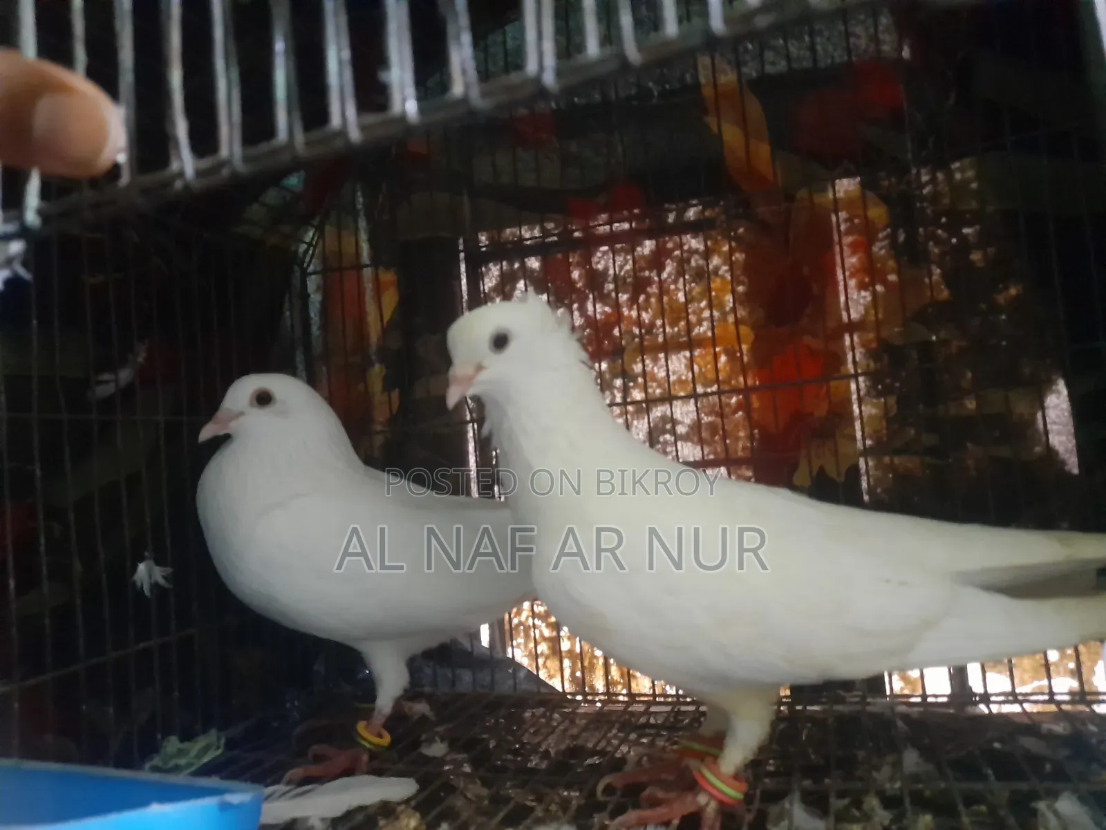 Carrier Pigeon