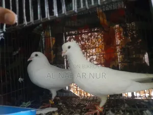 Carrier Pigeon