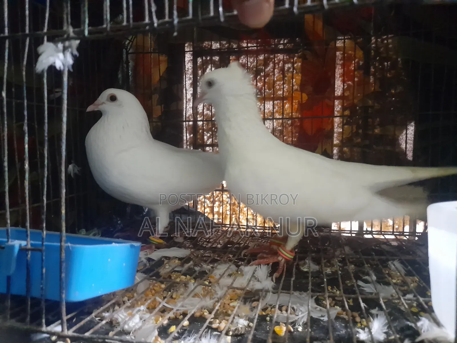 Carrier Pigeon