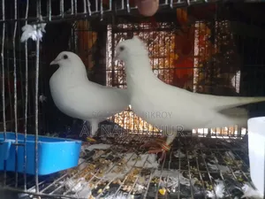 Carrier Pigeon