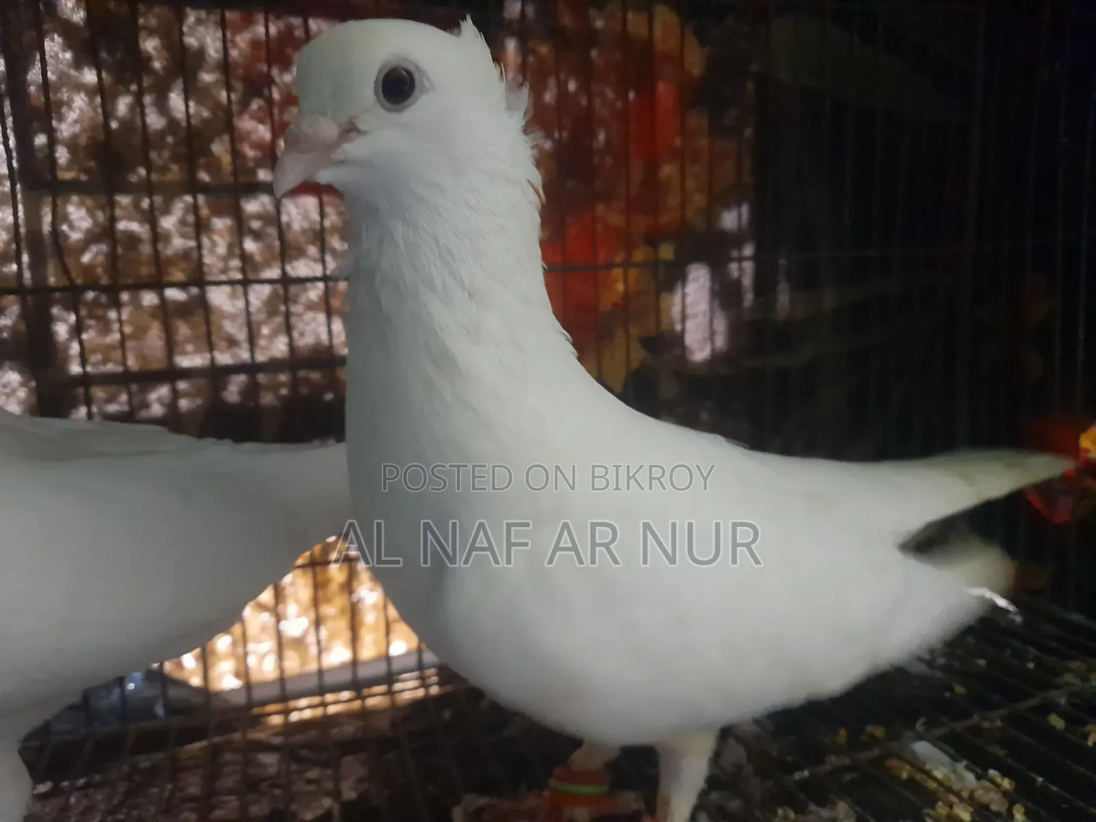 Carrier Pigeon