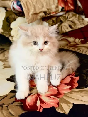 1-3 Months Male Purebred Persian