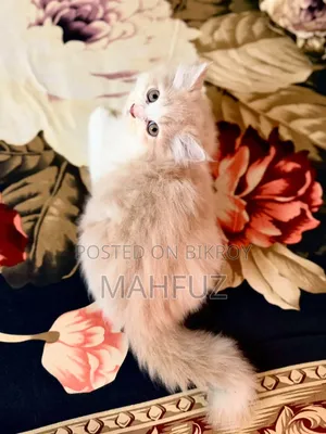 1-3 Months Male Purebred Persian