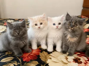 1-3 Months Male Purebred Persian