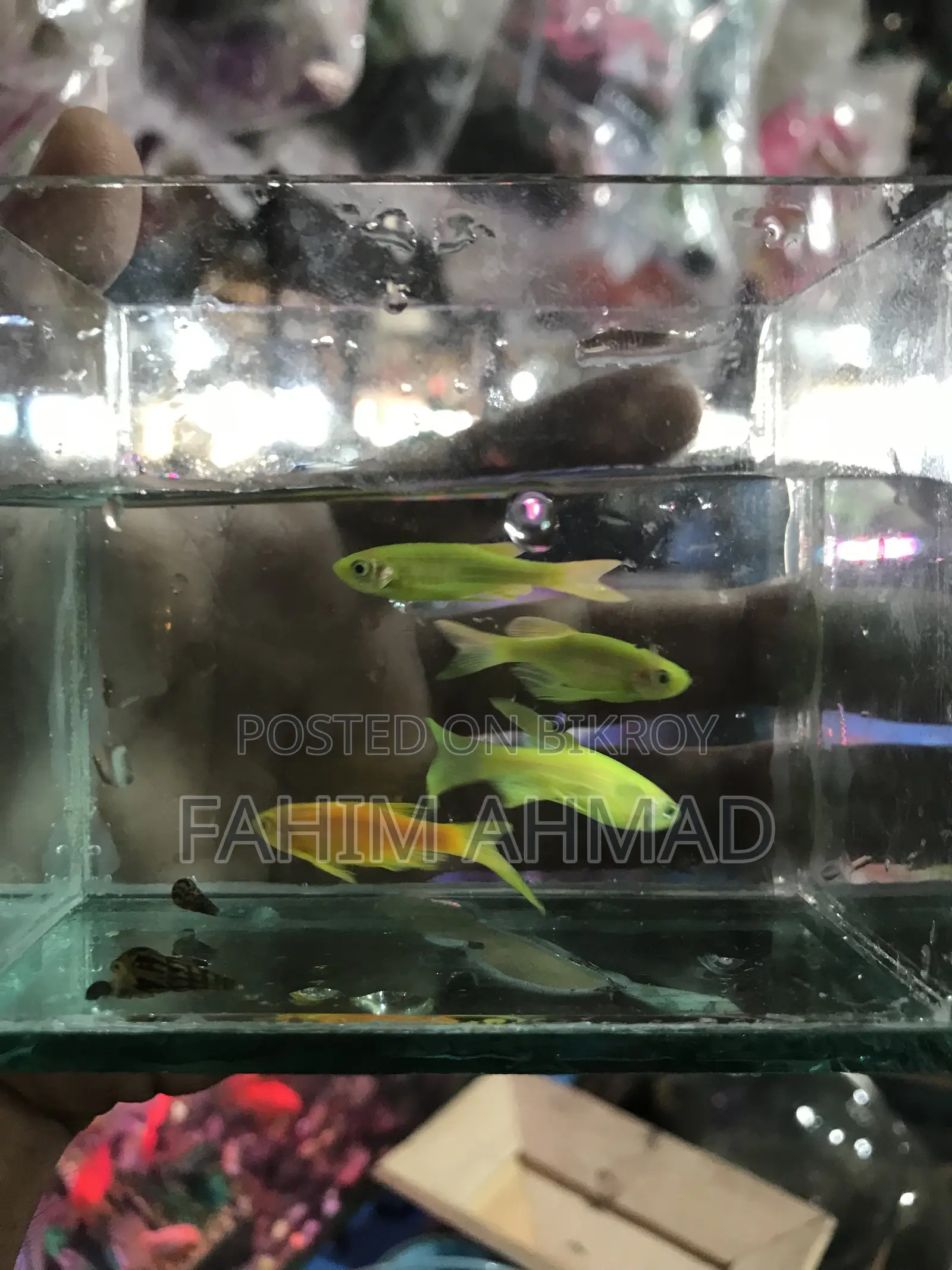 Fahim Ans Fish