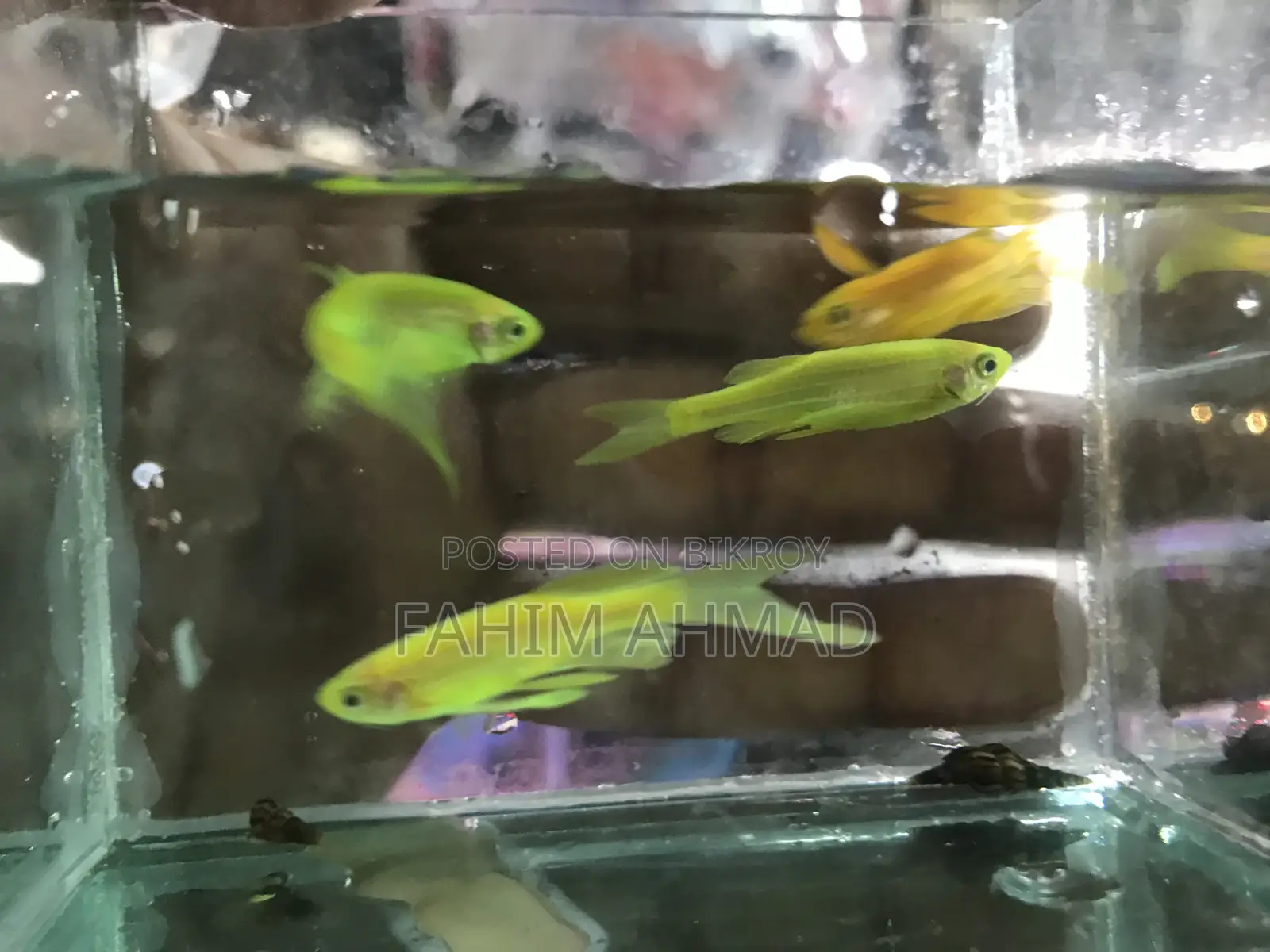Fahim Ans Fish