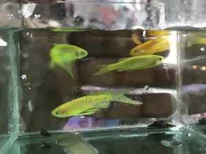 Fahim Ans Fish