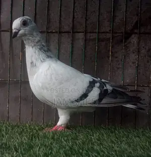 Damascene Pigeon