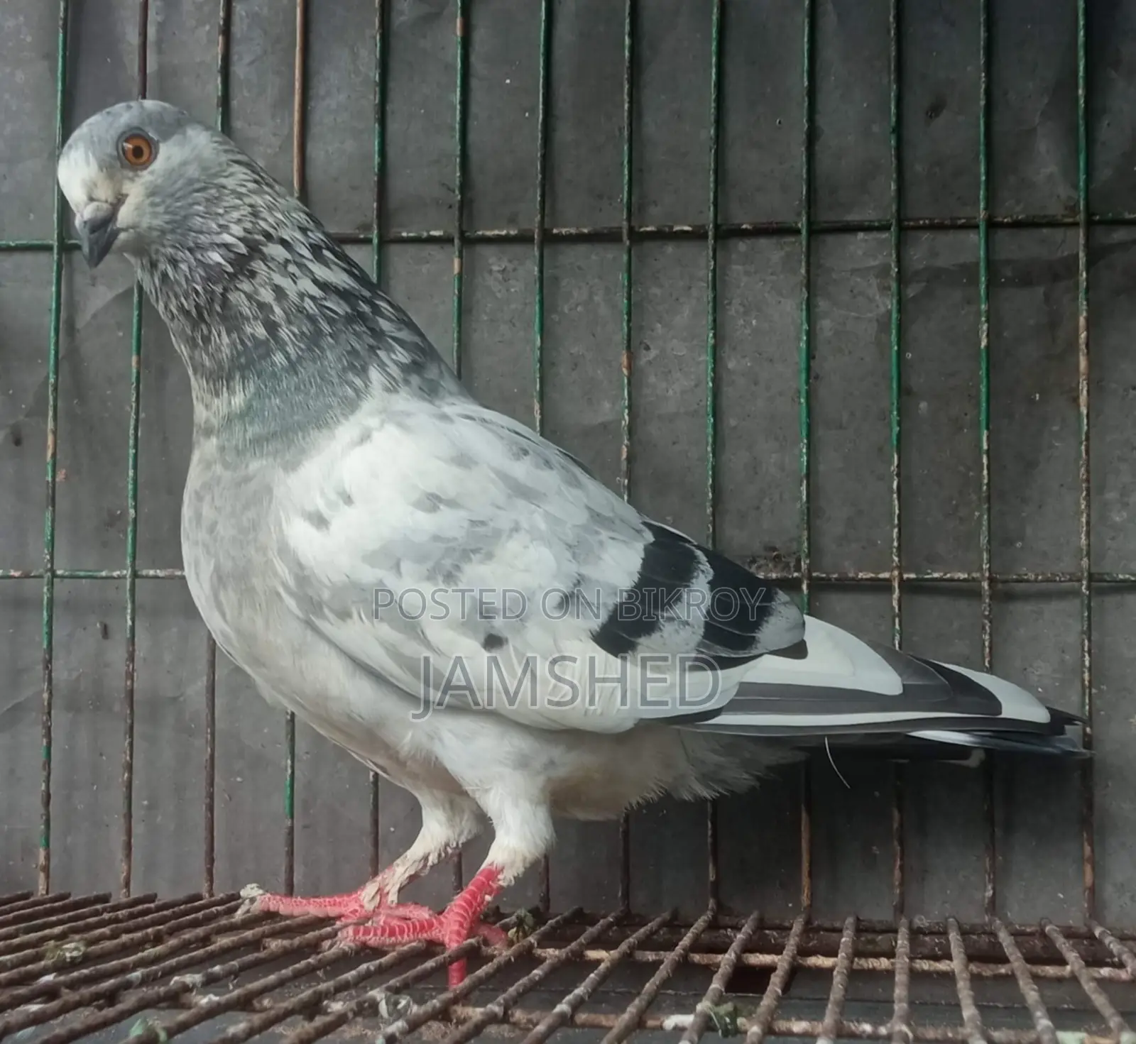 Damascene Pigeon