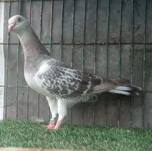Damascene Pigeon