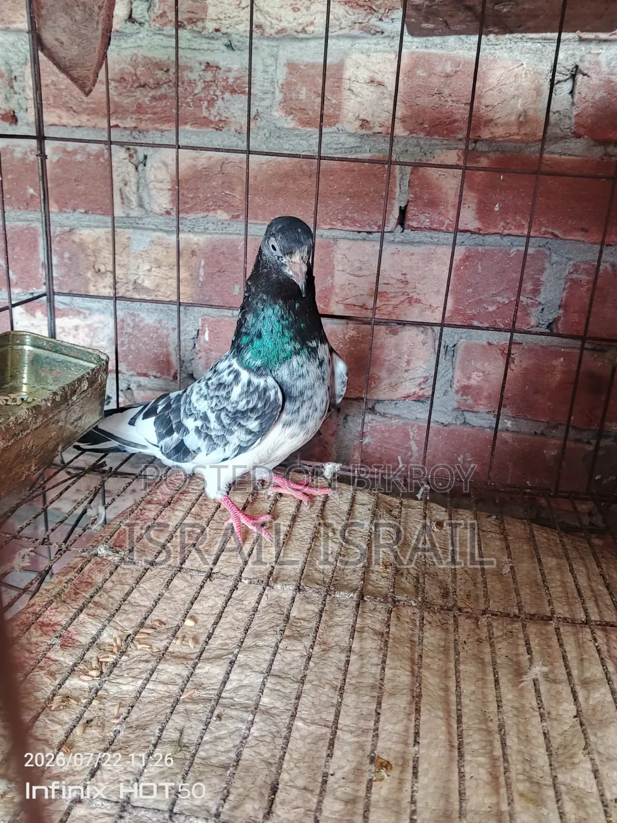 Pakistani Teddy Maya Pigeon