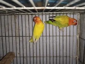 Running Lovebird With Baby