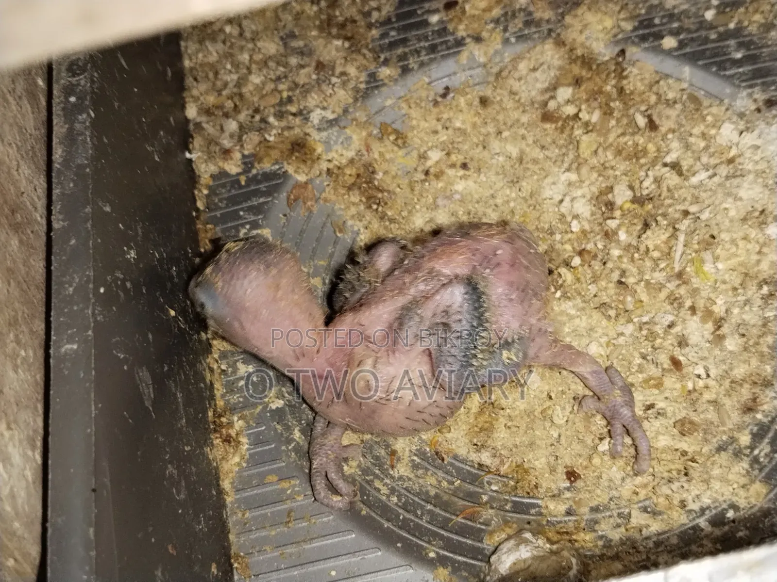Running Lovebird With Baby