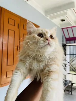 6-12 Months Male Purebred Persian