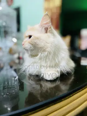 6-12 Months Male Purebred Persian