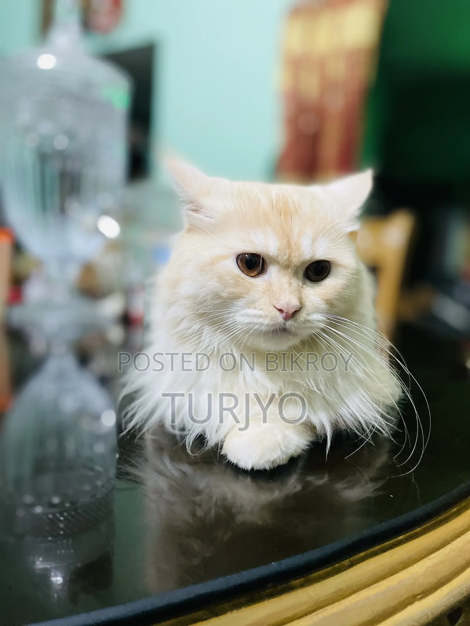6-12 Months Male Purebred Persian