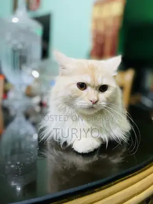 6-12 Months Male Purebred Persian