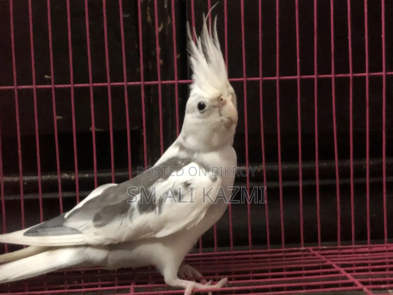 White Face Pied Male