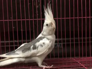 White Face Pied Male
