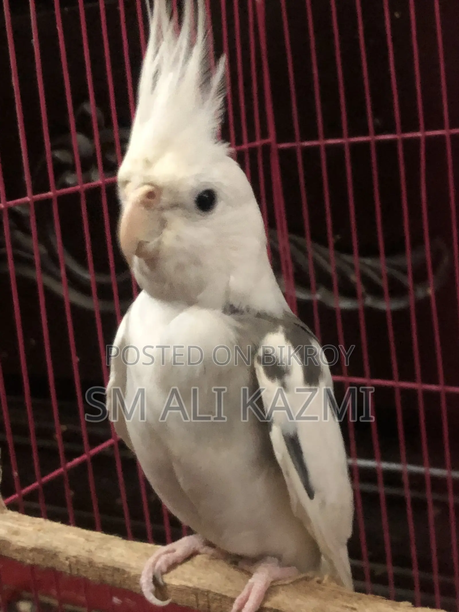 White Face Pied Male