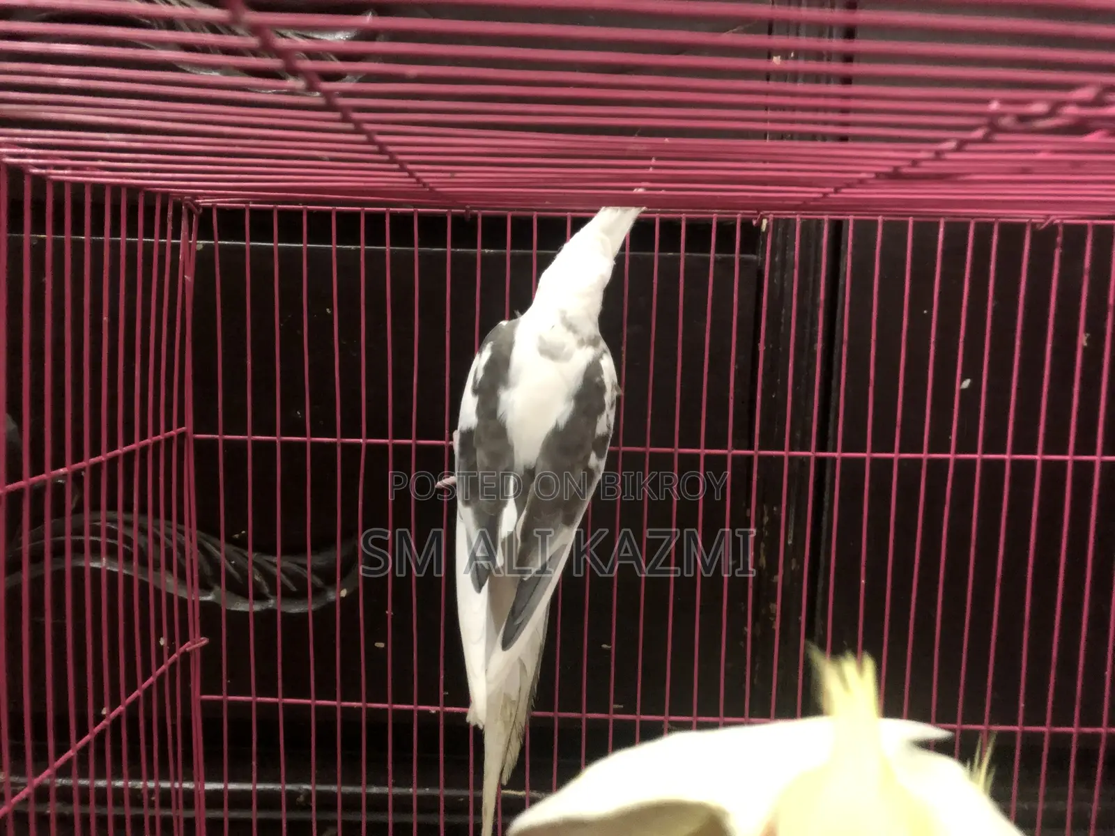White Face Pied Male