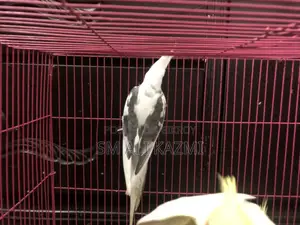 White Face Pied Male