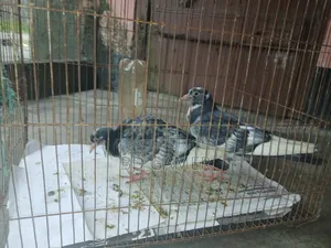 Pigeons 1 Pair