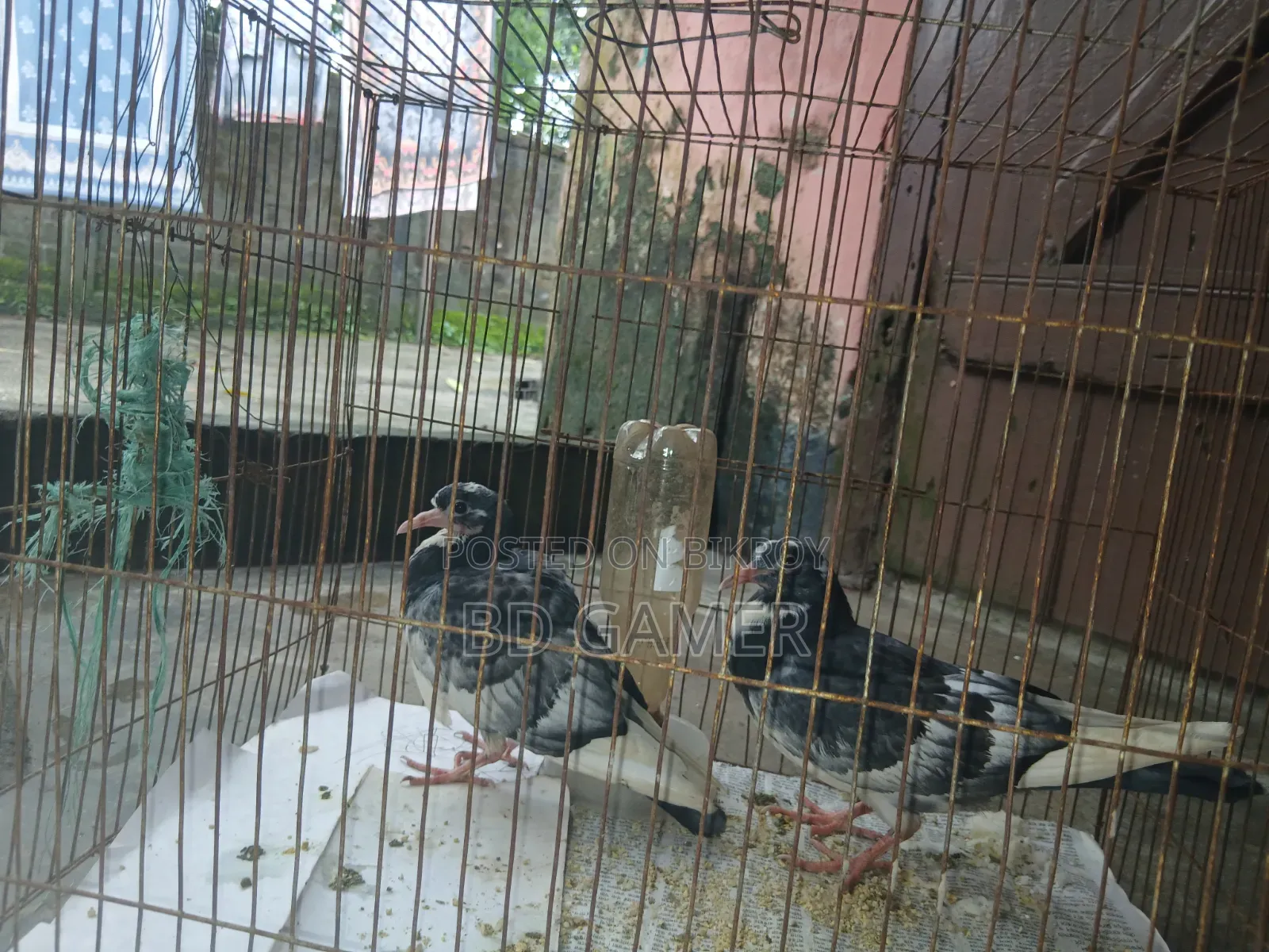 Pigeons 1 Pair