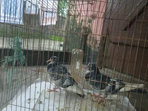 Pigeons 1 Pair