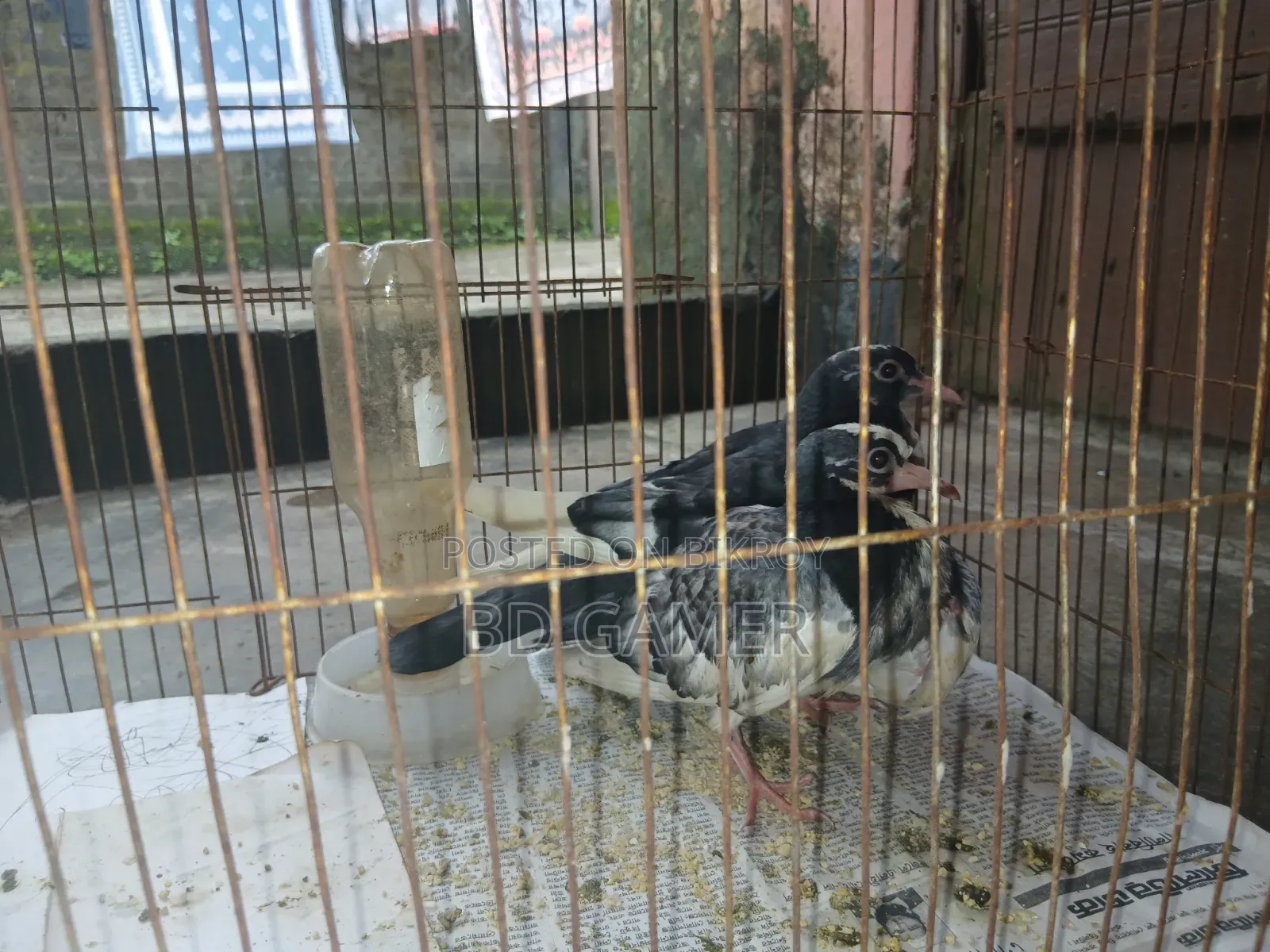 Pigeons 1 Pair