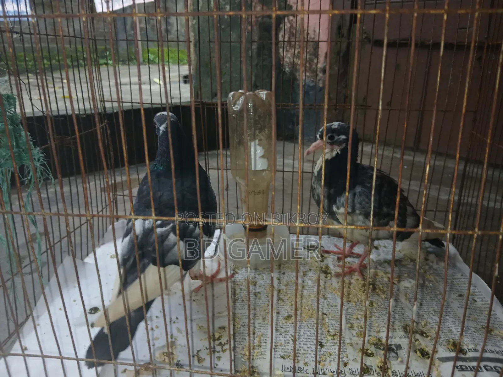 Pigeons 1 Pair