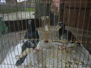 Pigeons 1 Pair