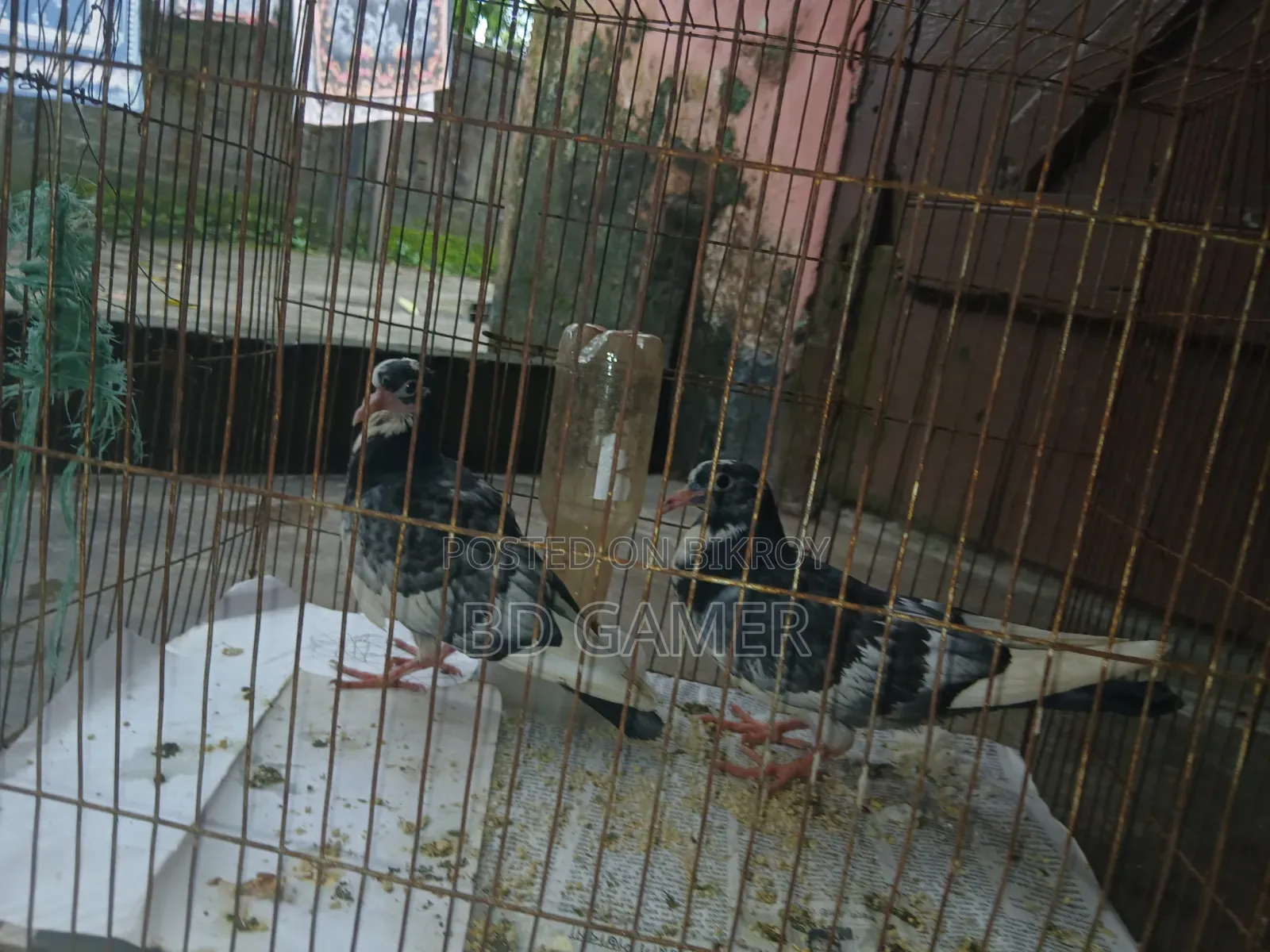 Pigeons 1 Pair