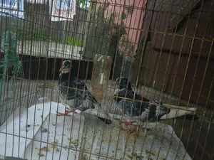 Pigeons 1 Pair