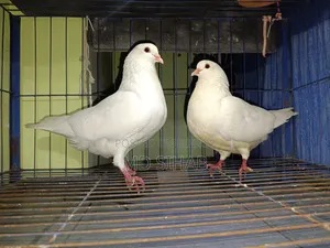 King Pigeon.