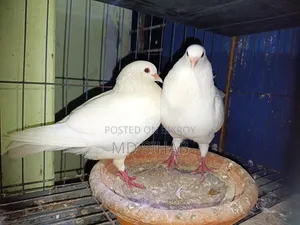 King Pigeon.