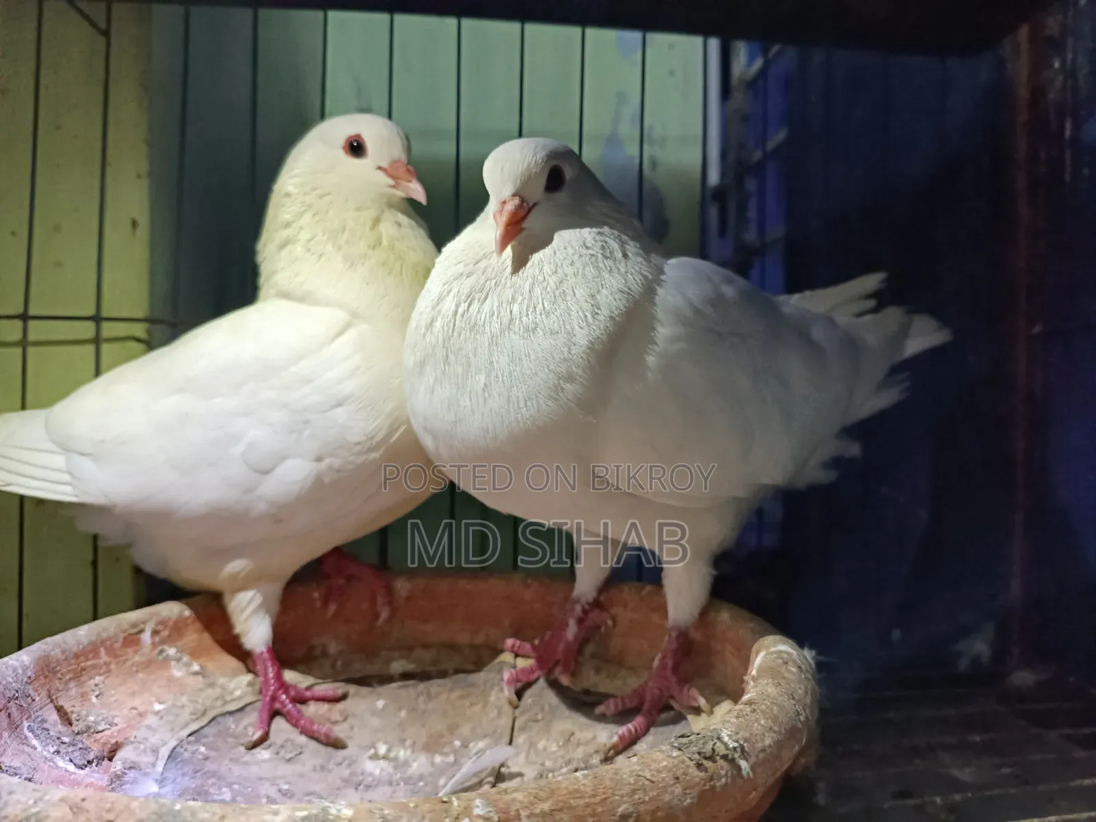 King Pigeon.