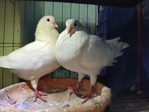 King Pigeon.