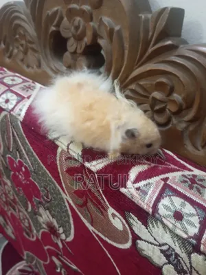Male Hamster for Sell. ছেলে হ্যামস্টার বিক্রি হবে