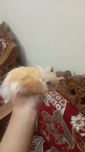 Male Hamster for Sell. ছেলে হ্যামস্টার বিক্রি হবে