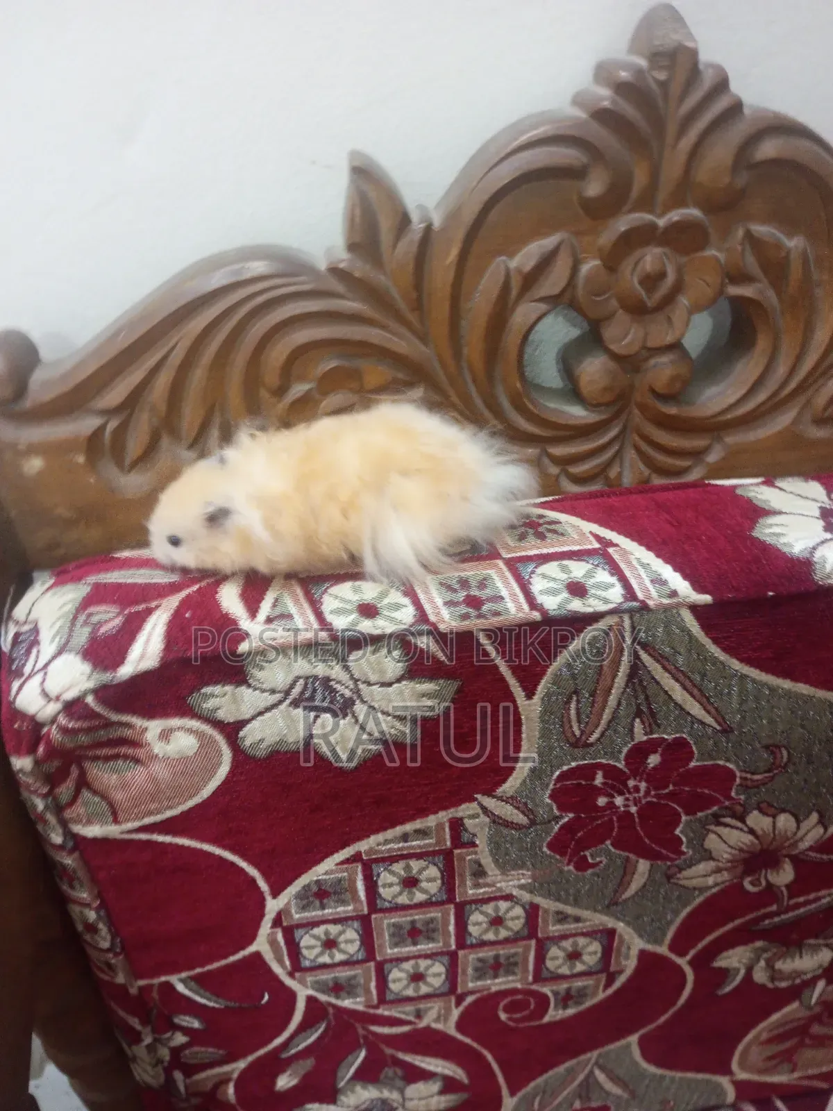 Male Hamster for Sell. ছেলে হ্যামস্টার বিক্রি হবে