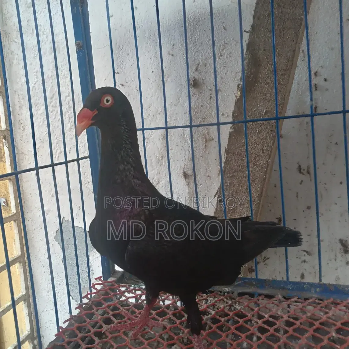 Danish Male Pigeon
