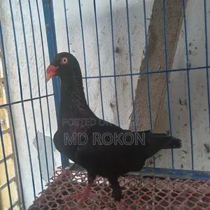 Danish Male Pigeon