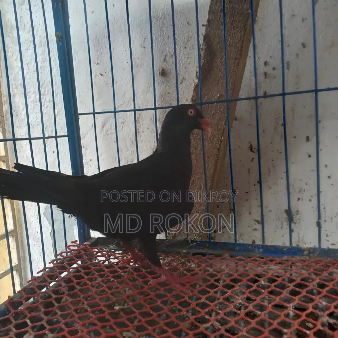 Danish Male Pigeon