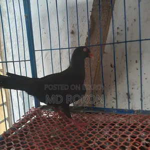 Danish Male Pigeon