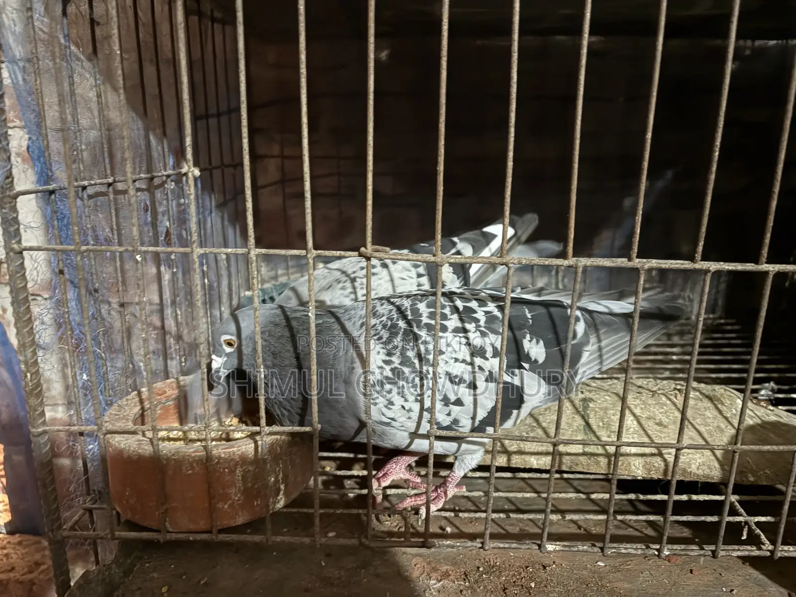 Good quality running pigeons